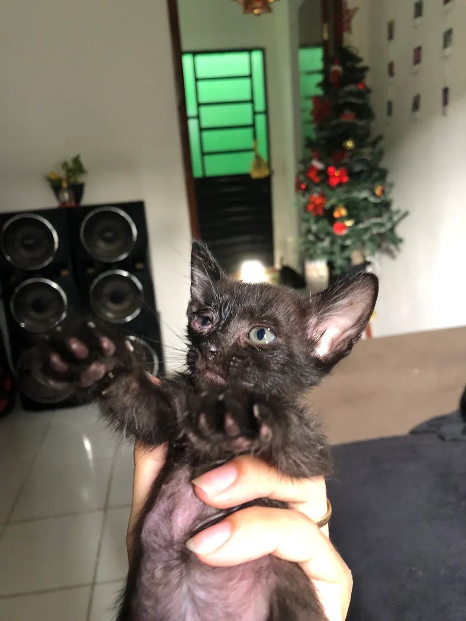 ADOÇÃO RESPONSÁVEL 