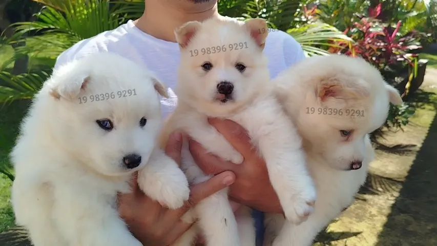 Mini Huskys disponiveis - Mistura de Husky Siberiano com Lulu da Pomerania - Foto 5