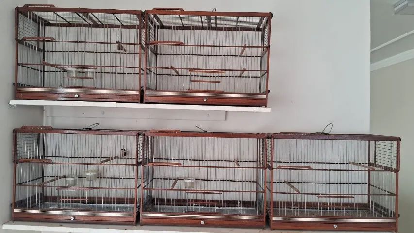 Gaiolas de madeira para criação