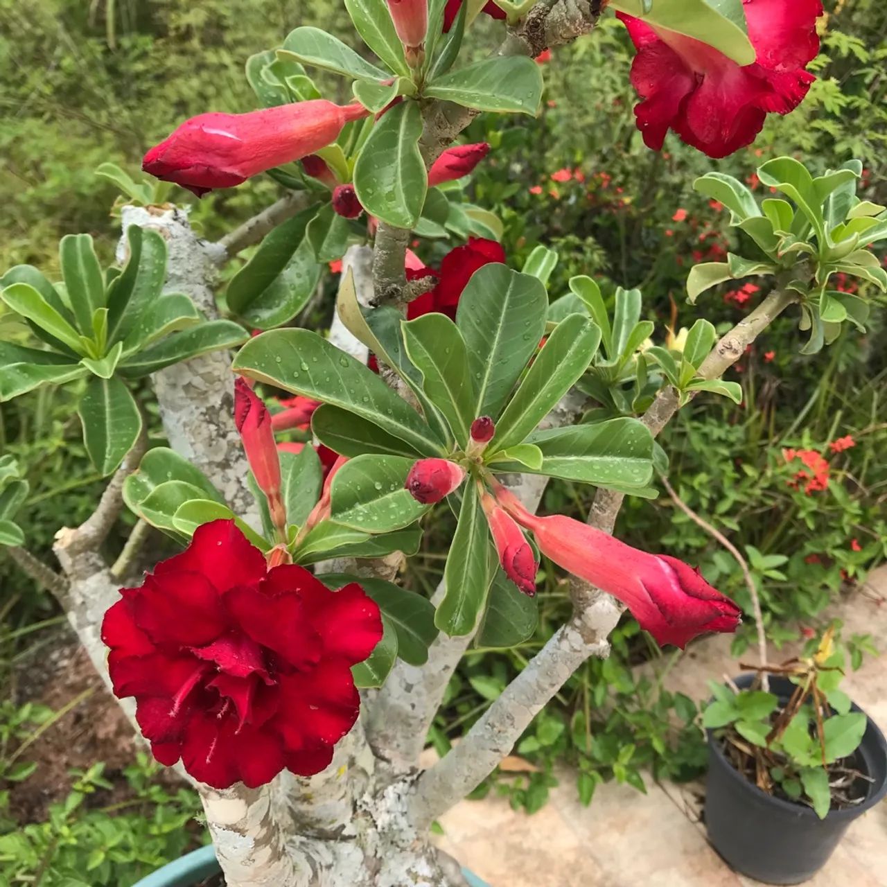 Rosas do deserto e Suculentas ? - Foto 2