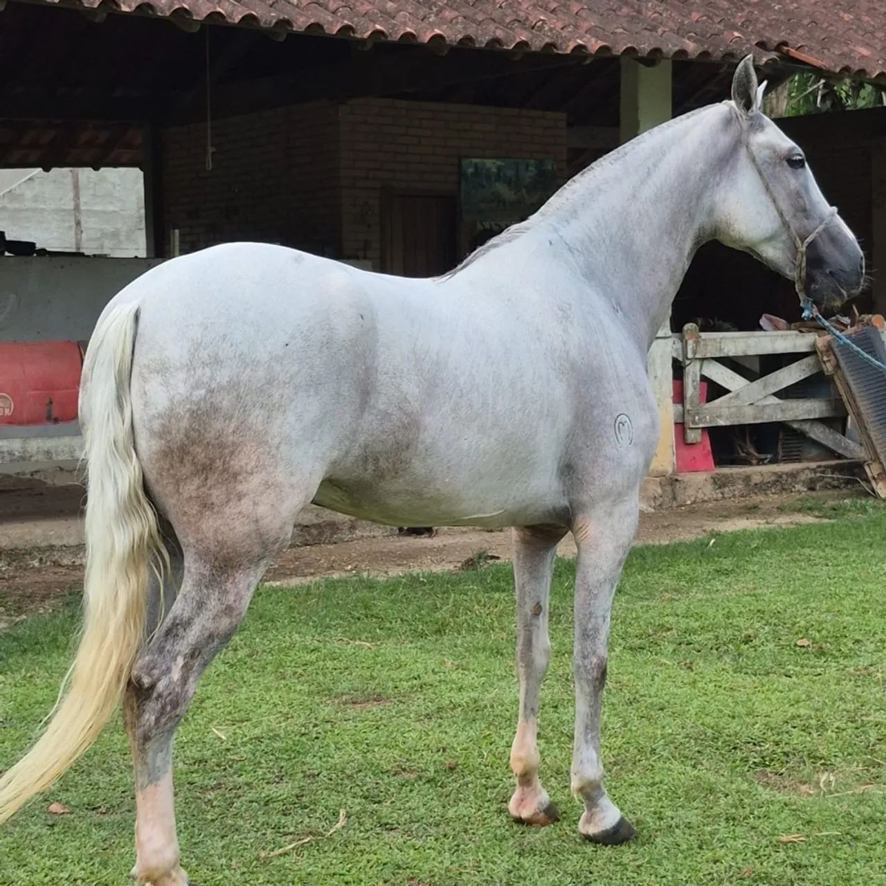 Cavalo mangalarga machador - Foto 4