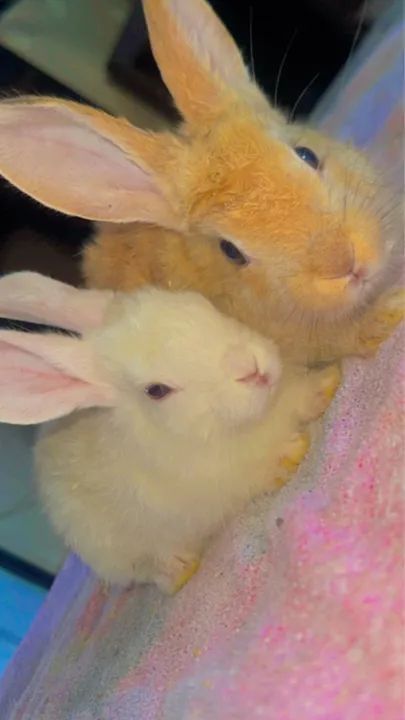 Coelhinho fofinho para adoção - Foto 3