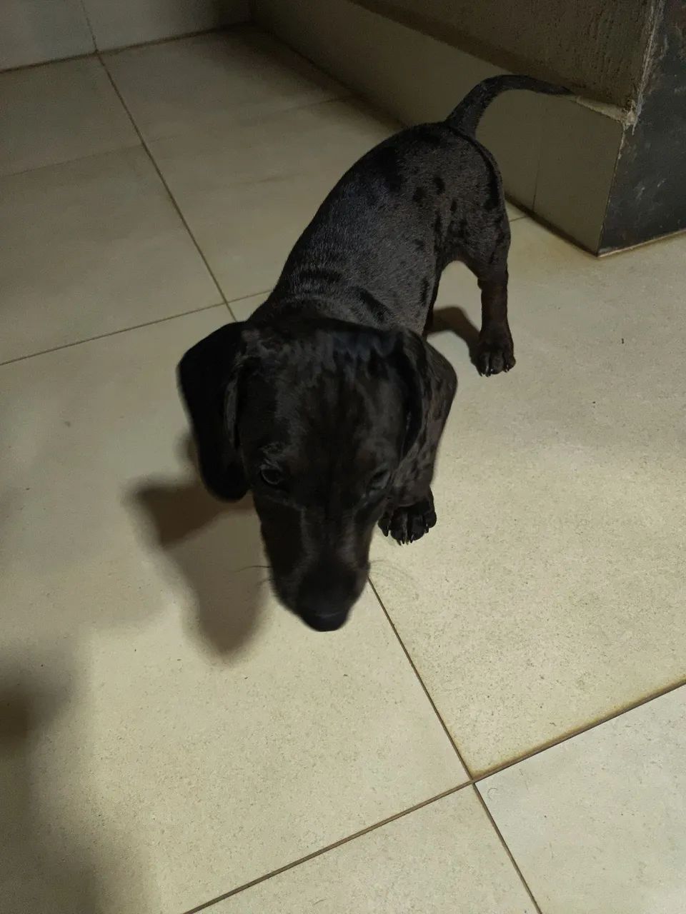 Filhotinho Manchado Cofap 