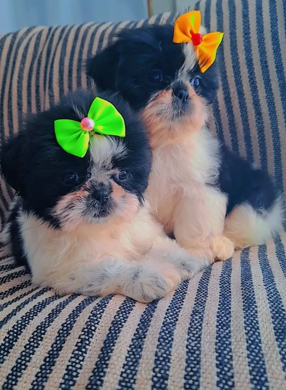 Filhotes Shih Tzu fêmeas valor super abaixo do mercado