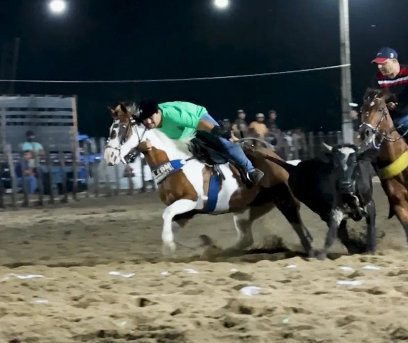 Égua Paint para Venda 