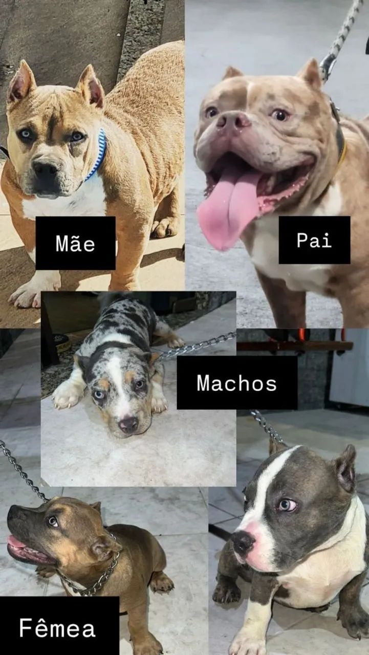 Filhotes American Bully Exótico 