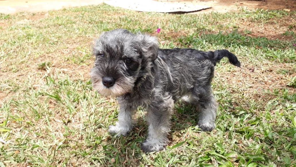 Schnauzer - Foto 3