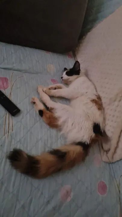 Gatinha tricolor peluda para doação 