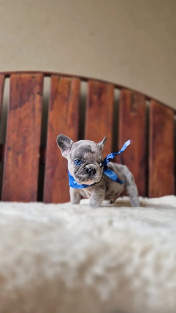 Bulldog Francês, qualidade ímpar, Pedigree CBKC.