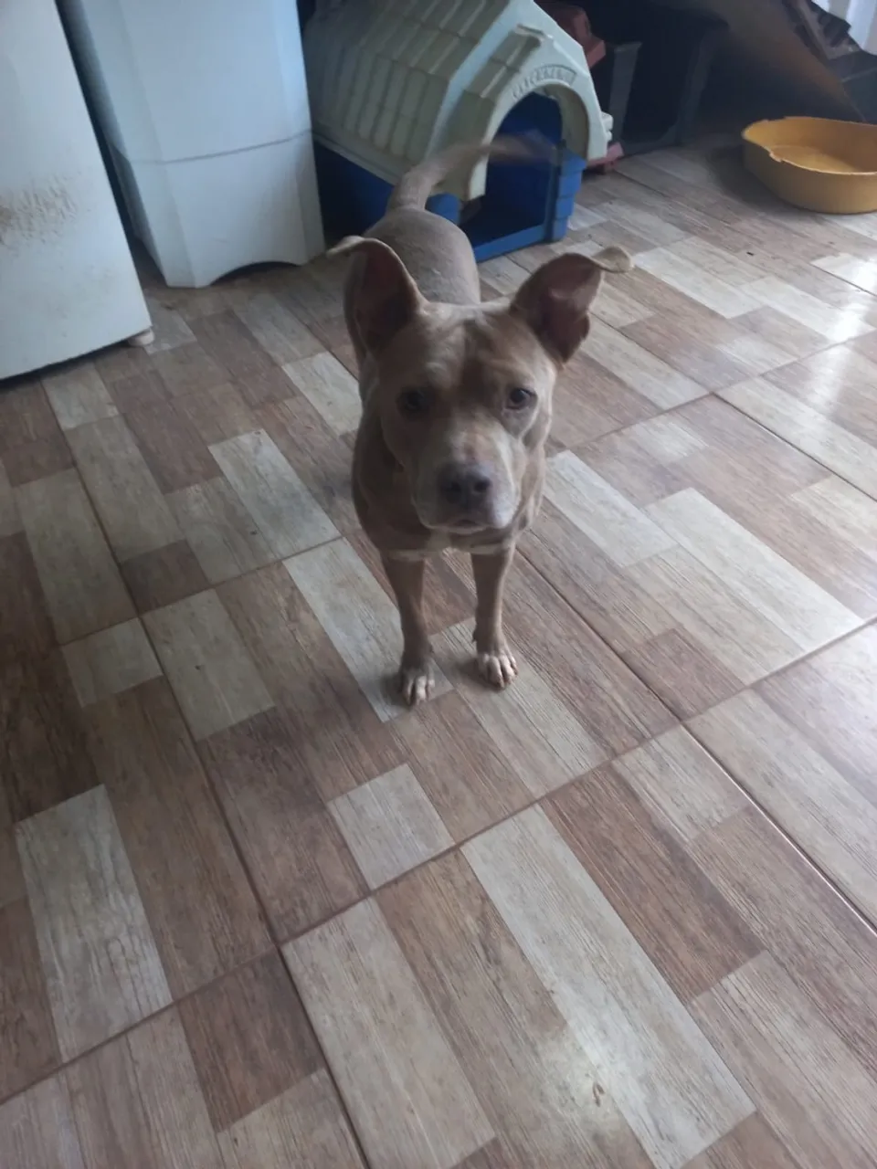 Cadela - American Bully Adoção responsável