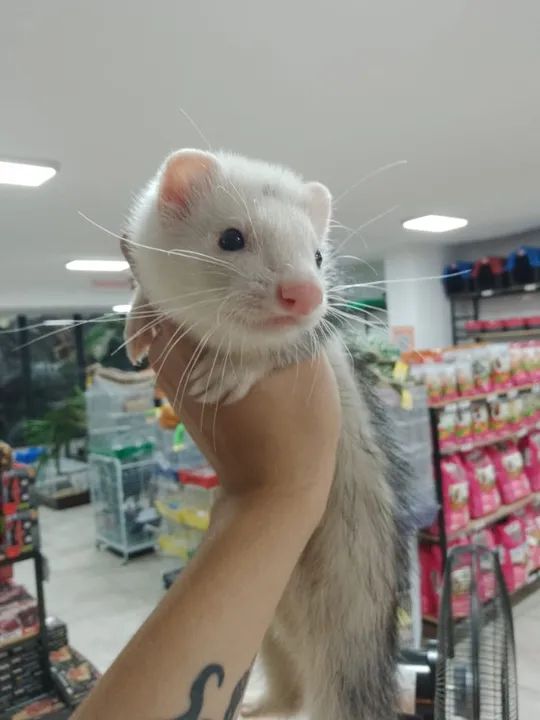 VENDO FURÃO (FERRET) - Foto 5