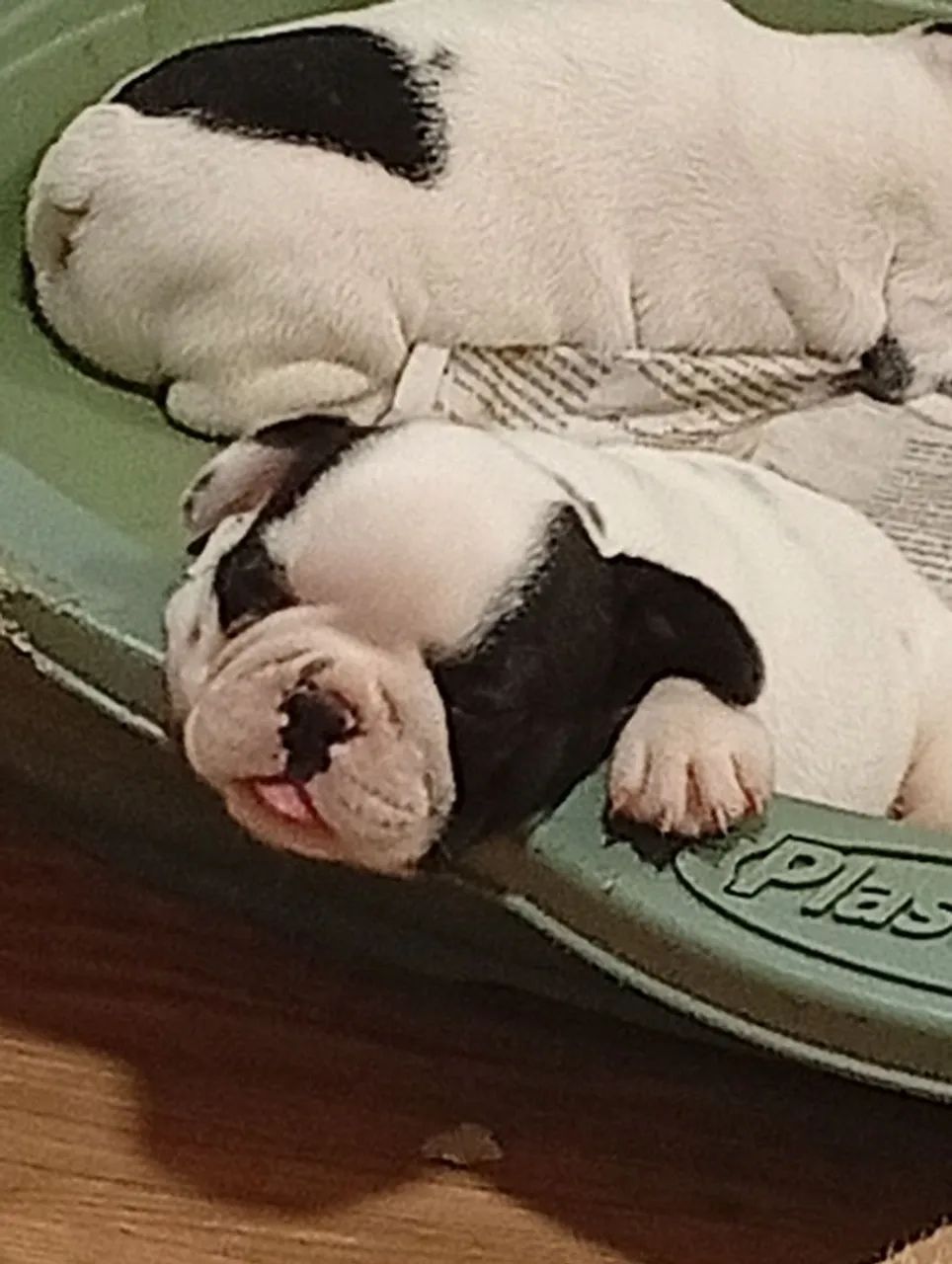 Filhotes de Bulldog Francês