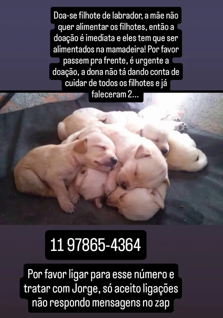 Filhotes de Labrador 