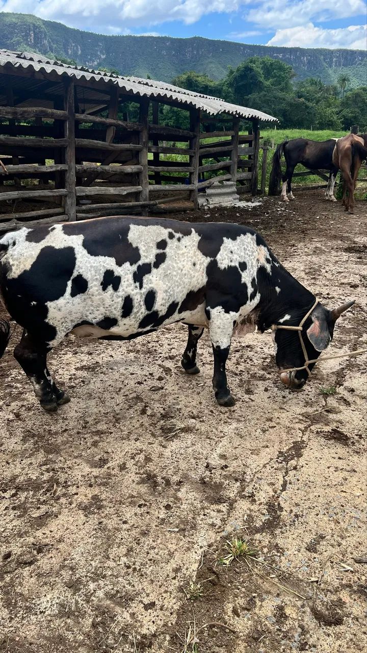 Mini vaca leiteira  - Foto 2