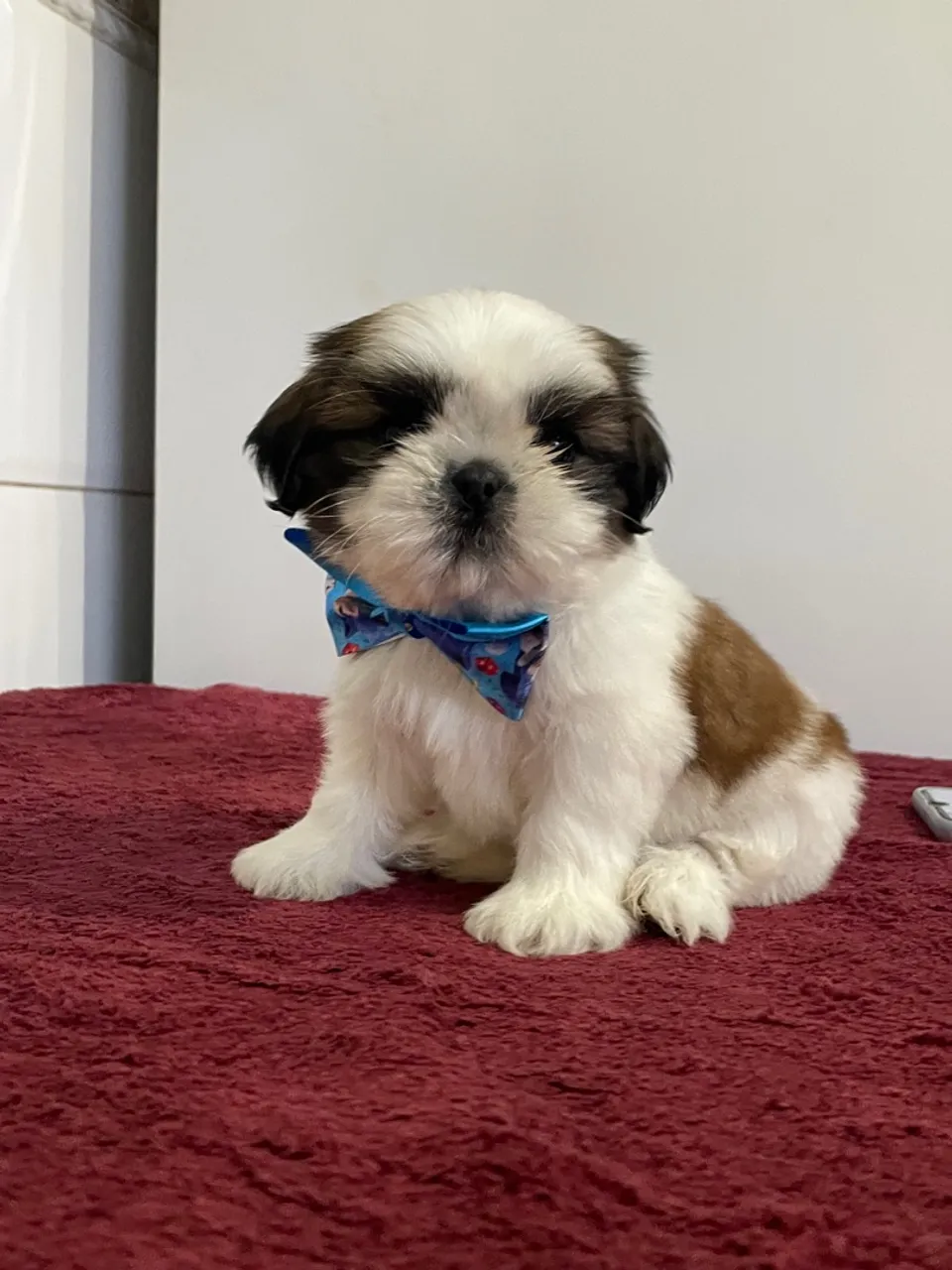 Shih Tzu filhote