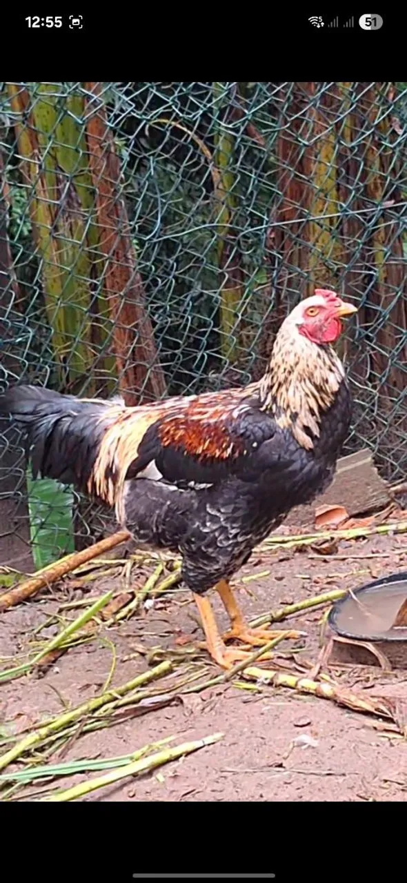 Galo 