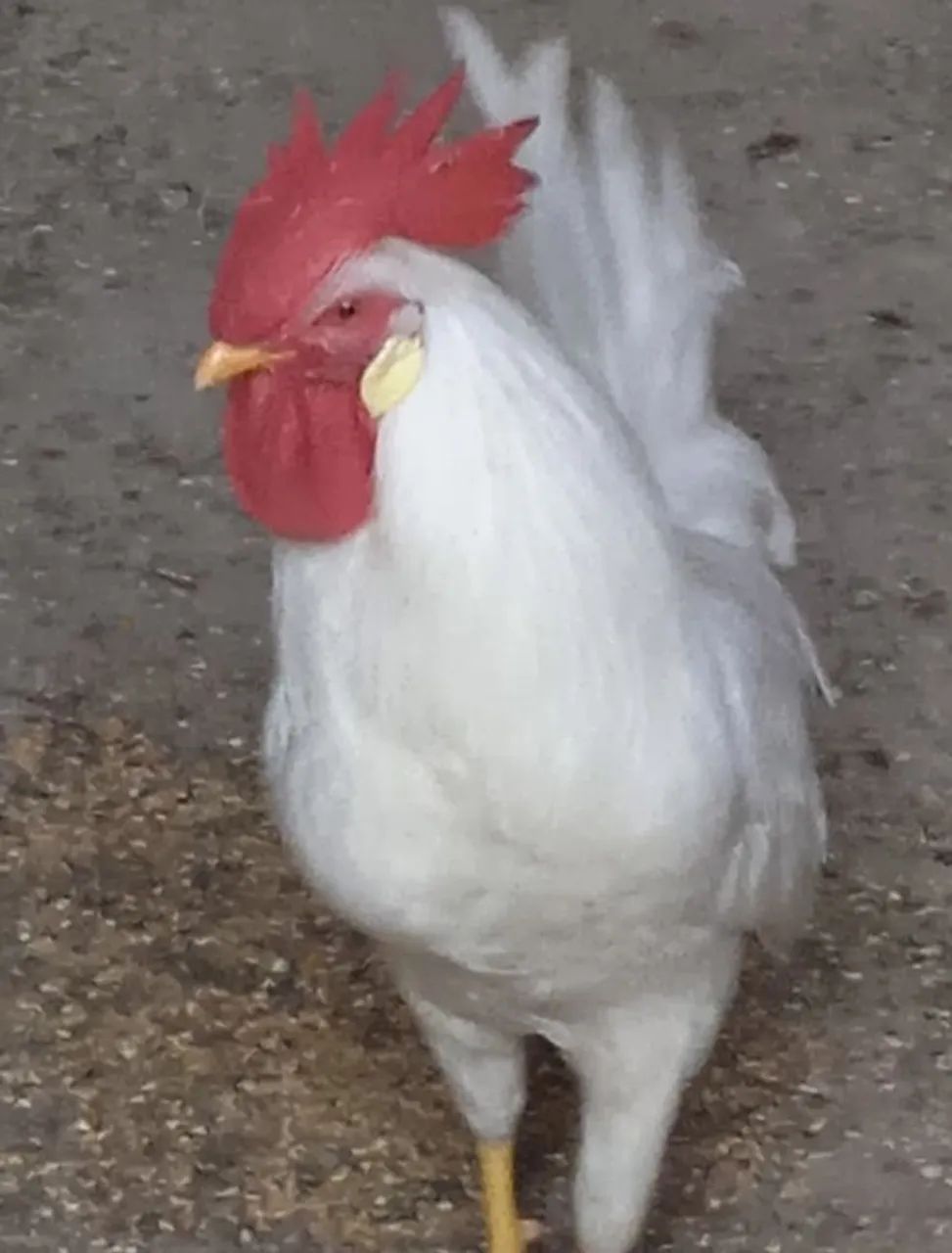 Frangos!