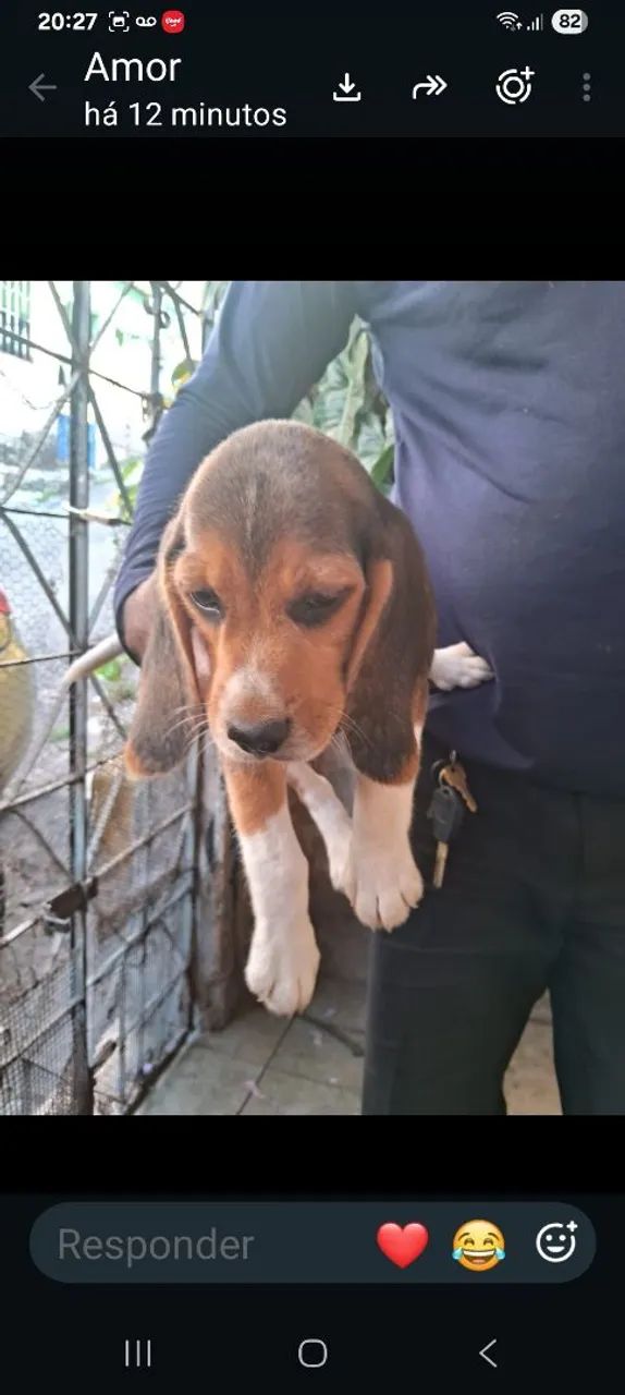 Filhote beagle  - Foto 2