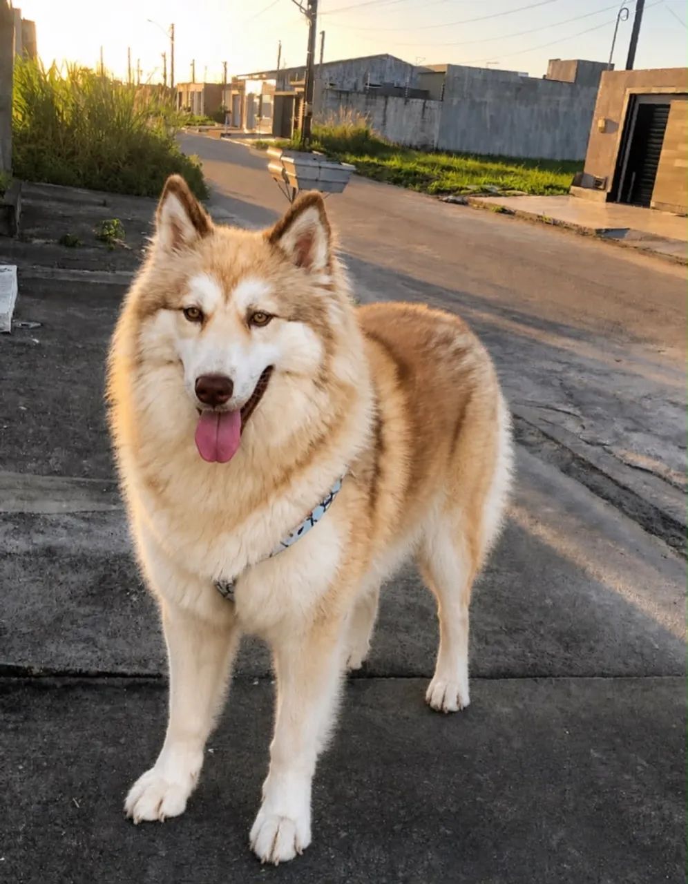 Husky siberiano  - Foto 3