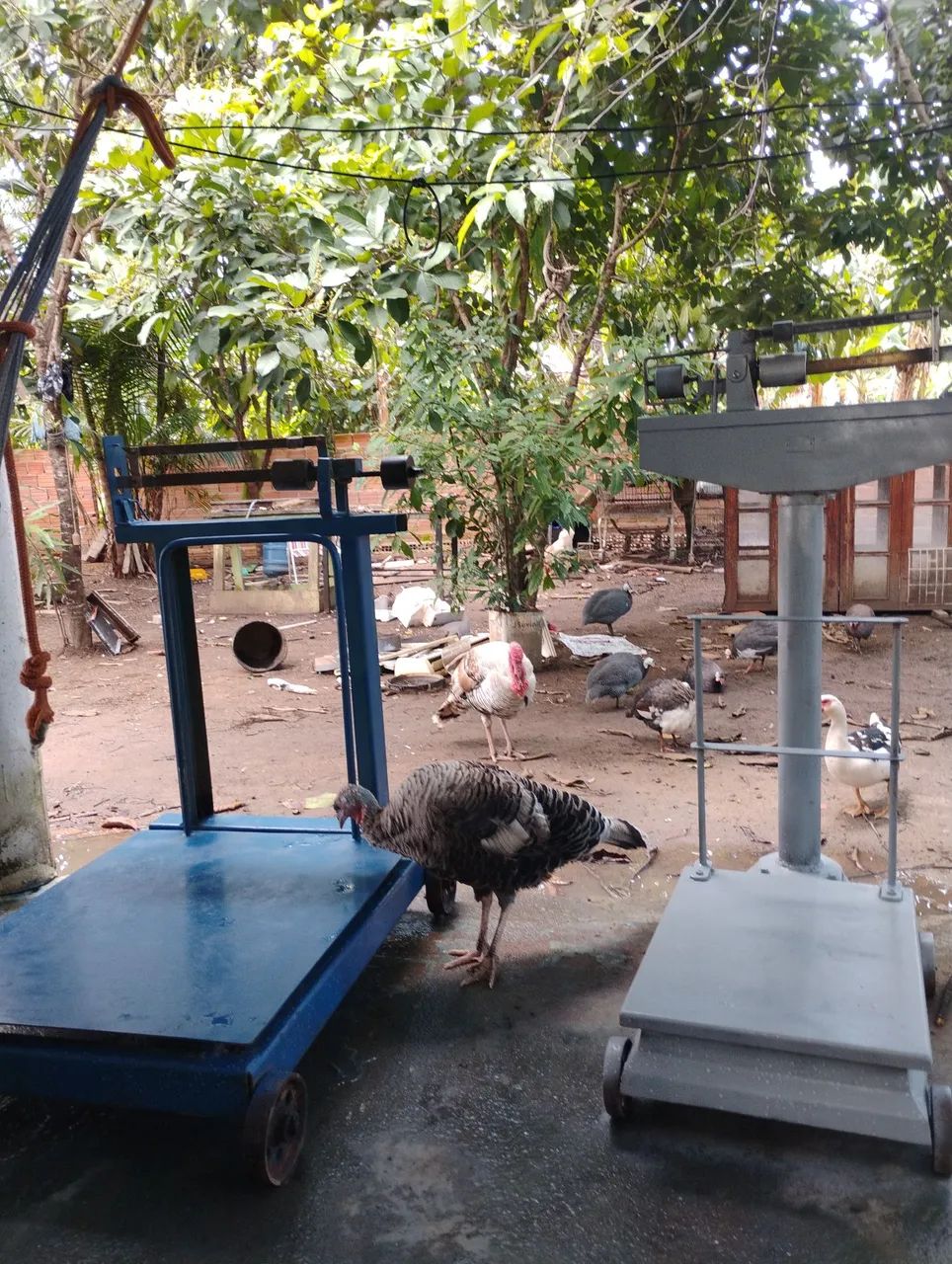 Vendo 2 balanças em boas condições 