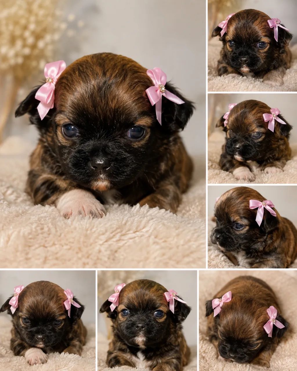 Shih Tzu - Foto 5