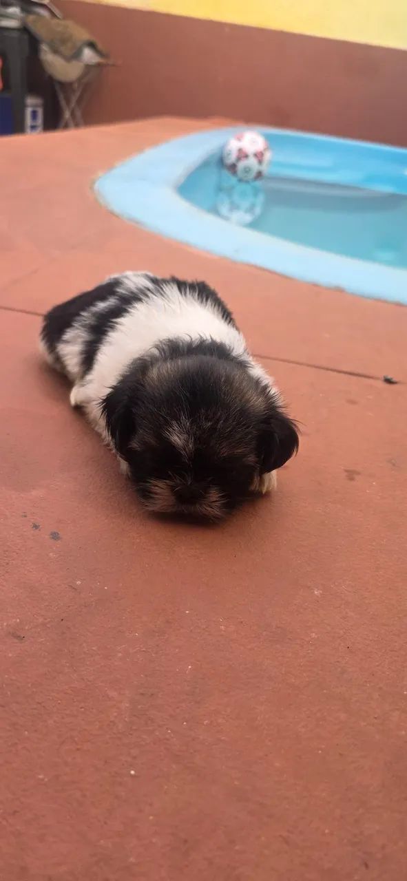 Shitzus fêmea e macho.  - Foto 3