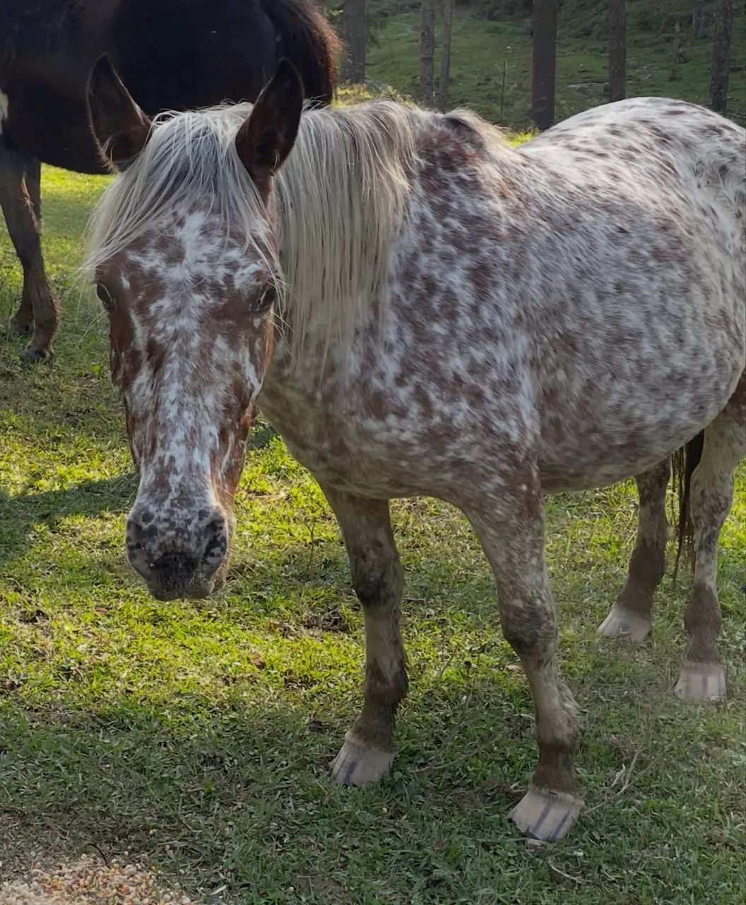 Cavalos - Foto 3