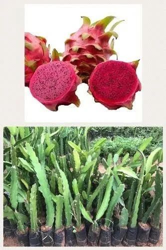  Mudas de Pitaya Vermelha e Branca - Direto do Produtor! - Foto 4