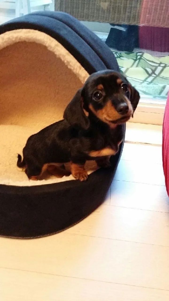 Dachshund miniatura amigo docel é calmo 