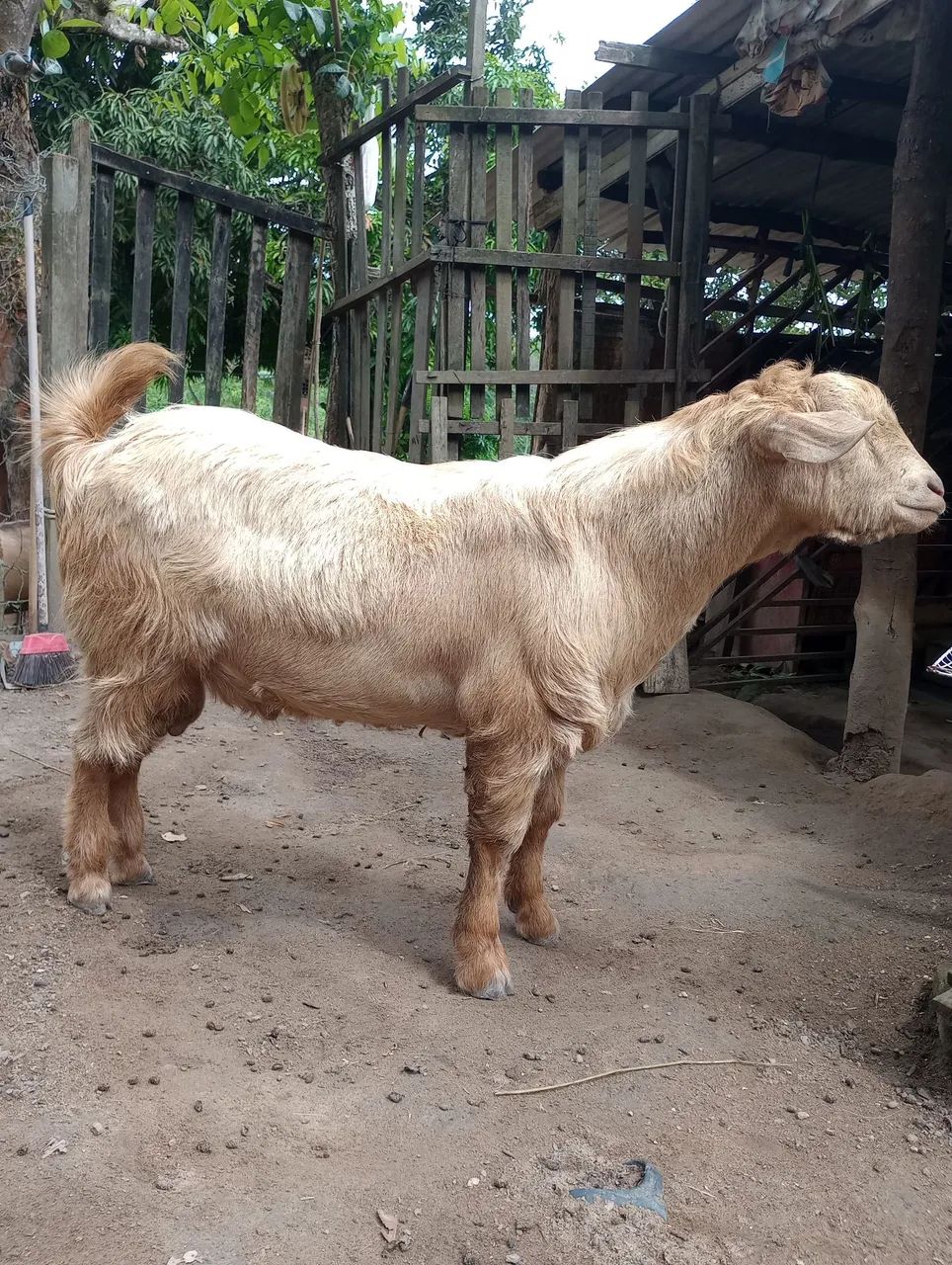 Cabras e bodes a venda