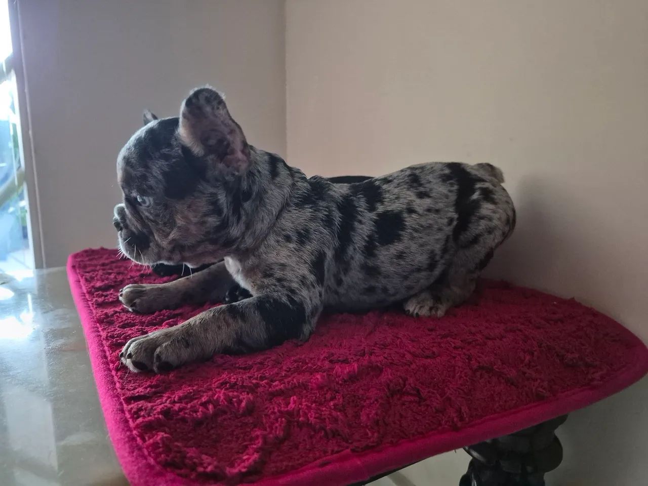 Bulldog francês disponível  - Foto 4