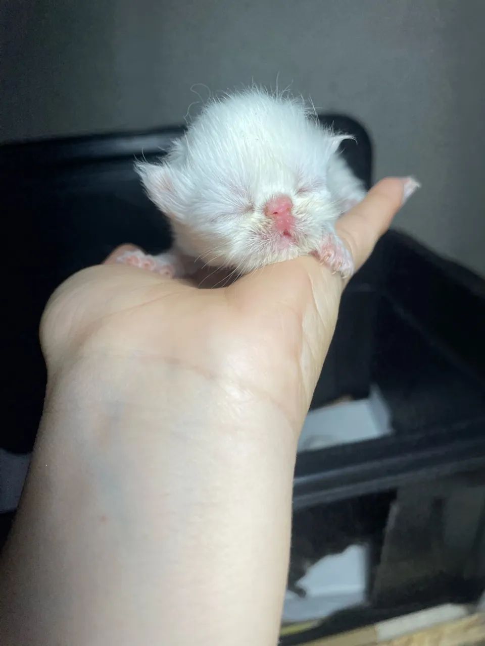Gatas persas - Foto 3