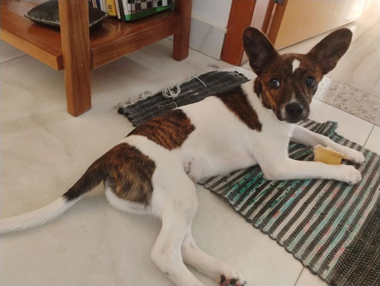 Doa-se um cachorro