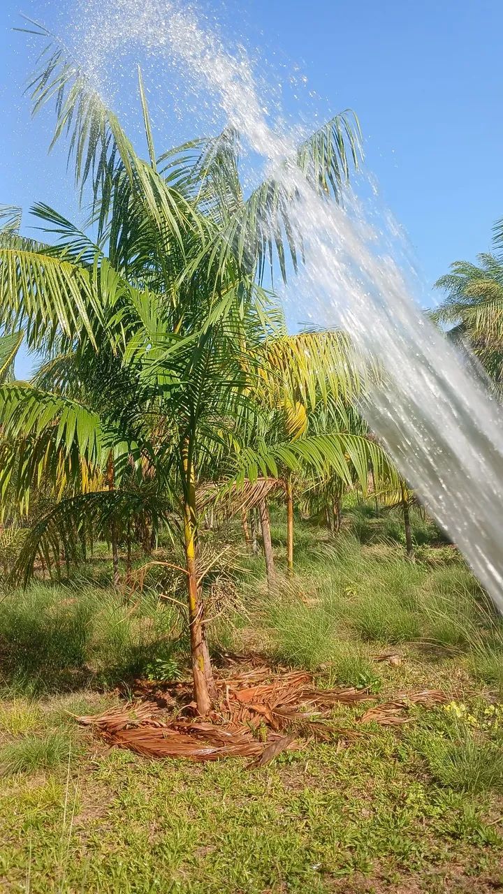Vendo chácara com plantio de açaí
