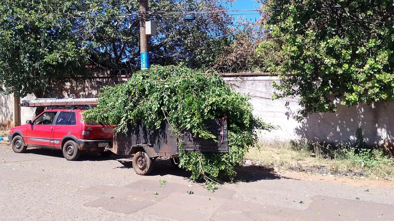 Poda de árvore limpeza de terreno 