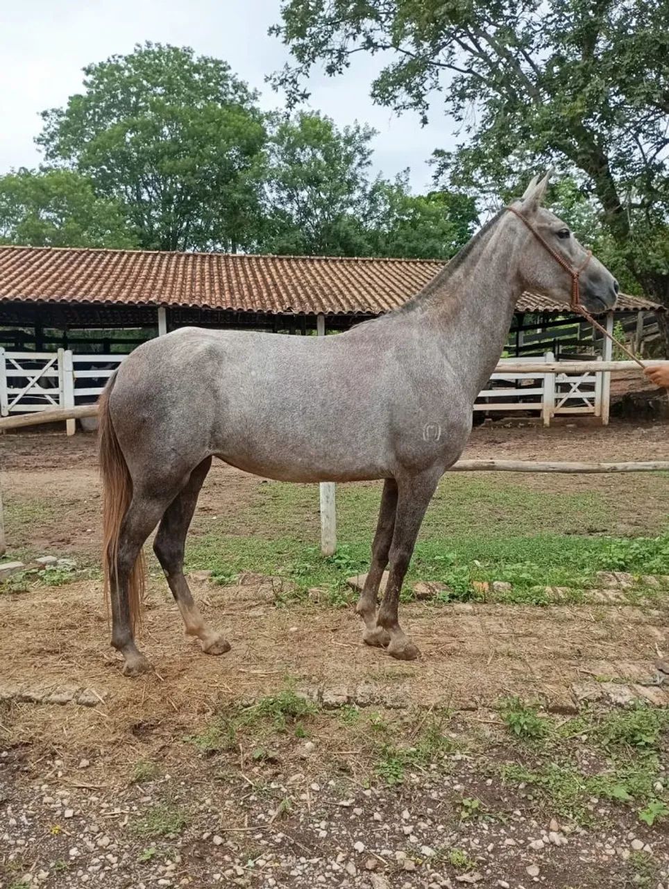 Potra mangalarga  - Foto 5