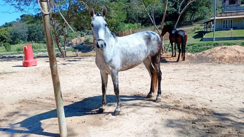 cavalo