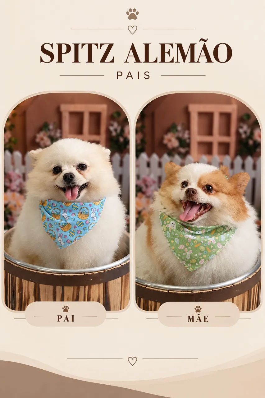 SPITZ ALEMÃO MACHO - ALTÍSSIMO PADRÃO  - Foto 4