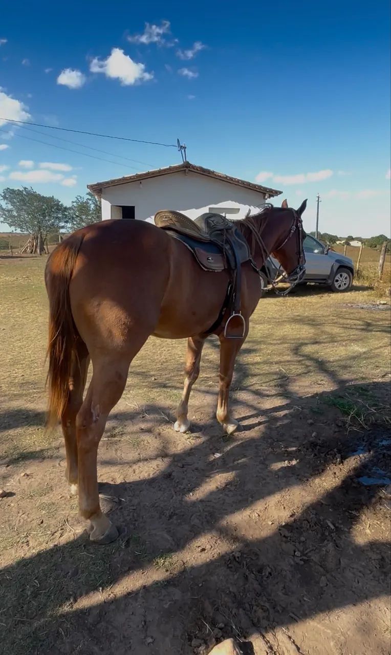 Cavalo de esquerda Puro  - Foto 2