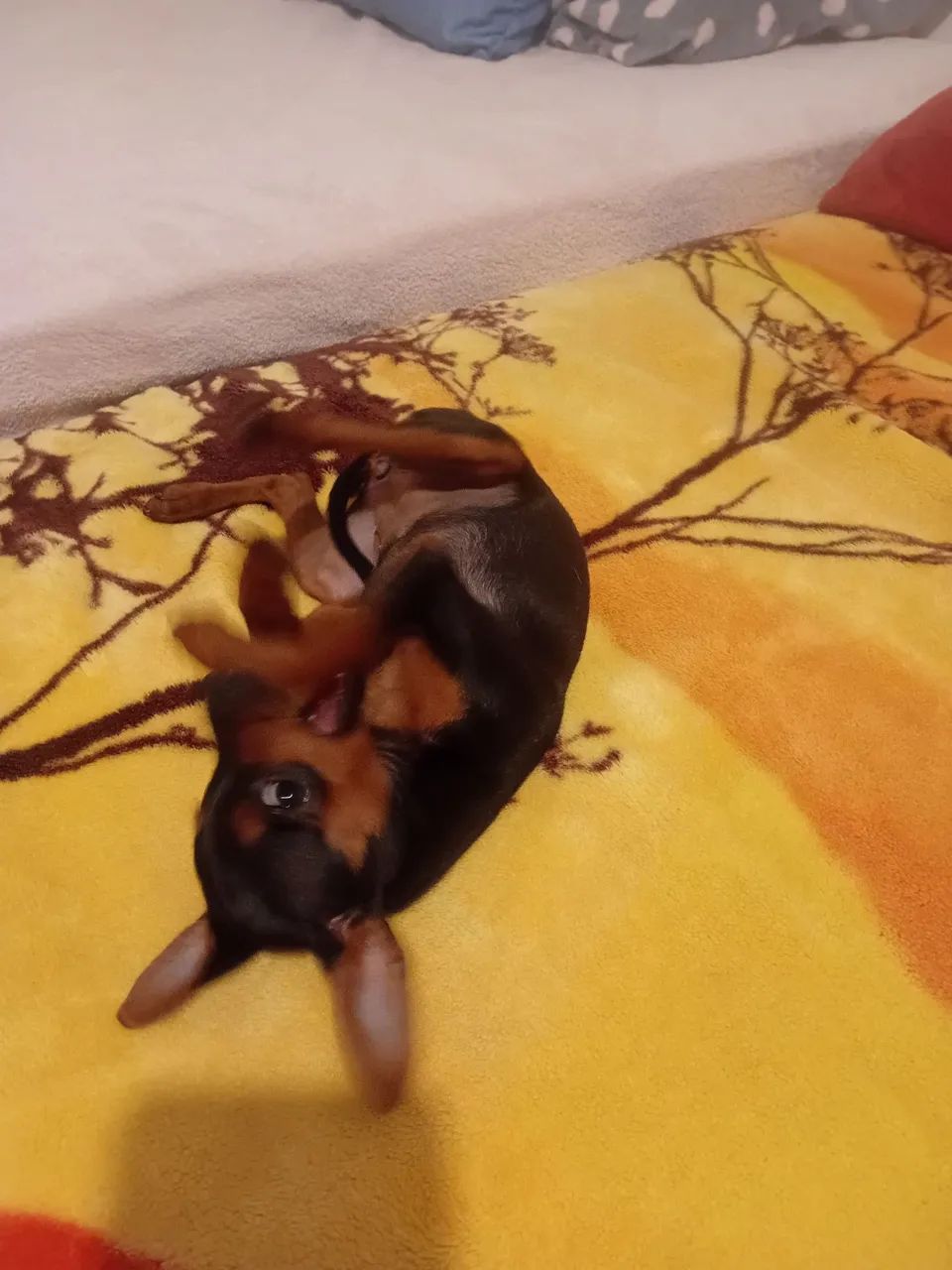 Fêmea filhote de pincher  - Foto 4