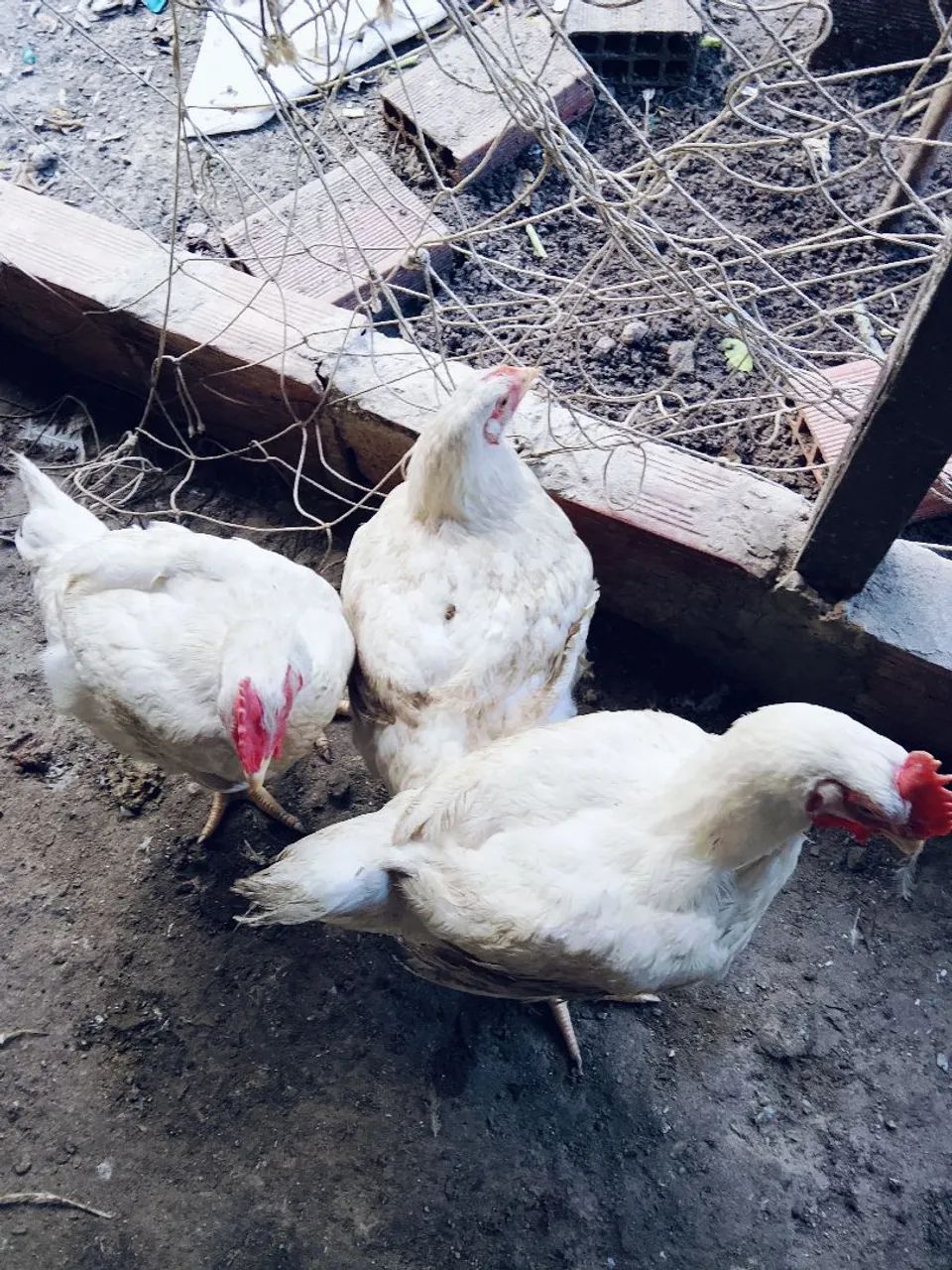 Frangos de granja grandes