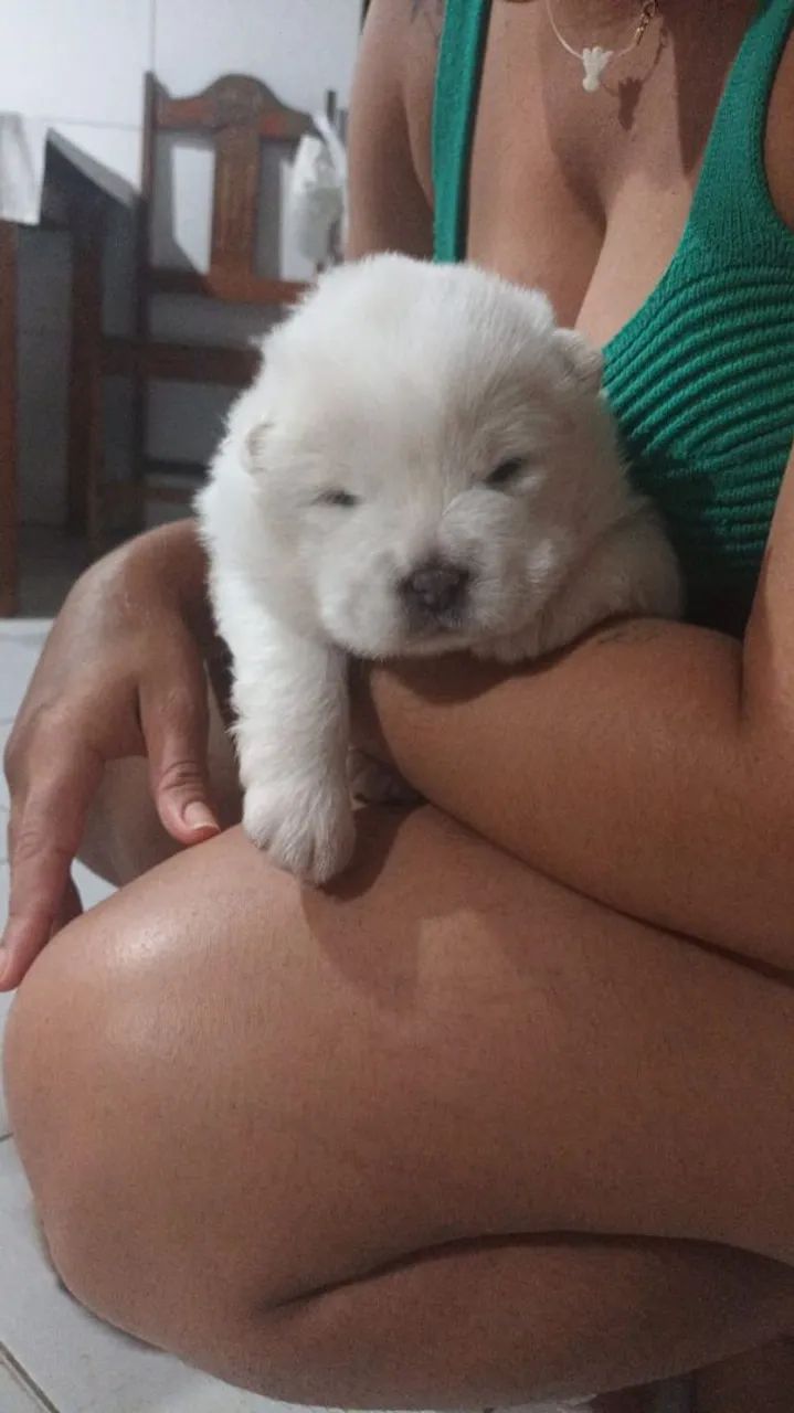 Chowchow filhote de alta qualidade - Foto 3