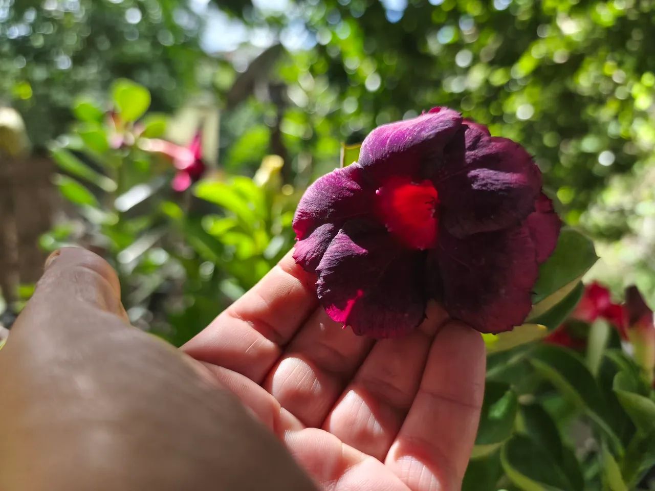 Rosas do deserto floridas