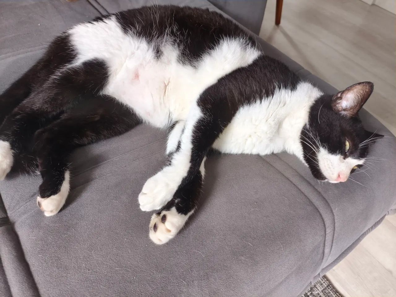Doação gato  - Foto 2