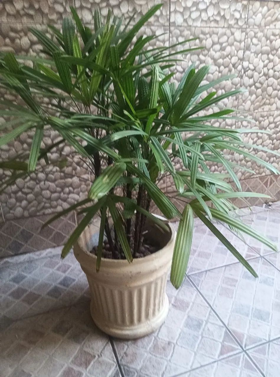 Amilcas e coqueiro e vasos - Foto 2