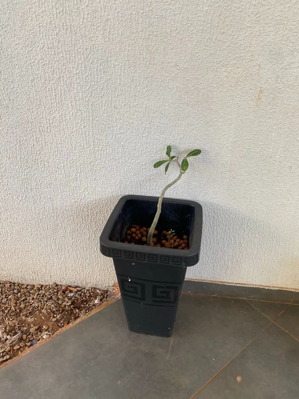 Muda de Planta Rosa do Deserto - Foto 2