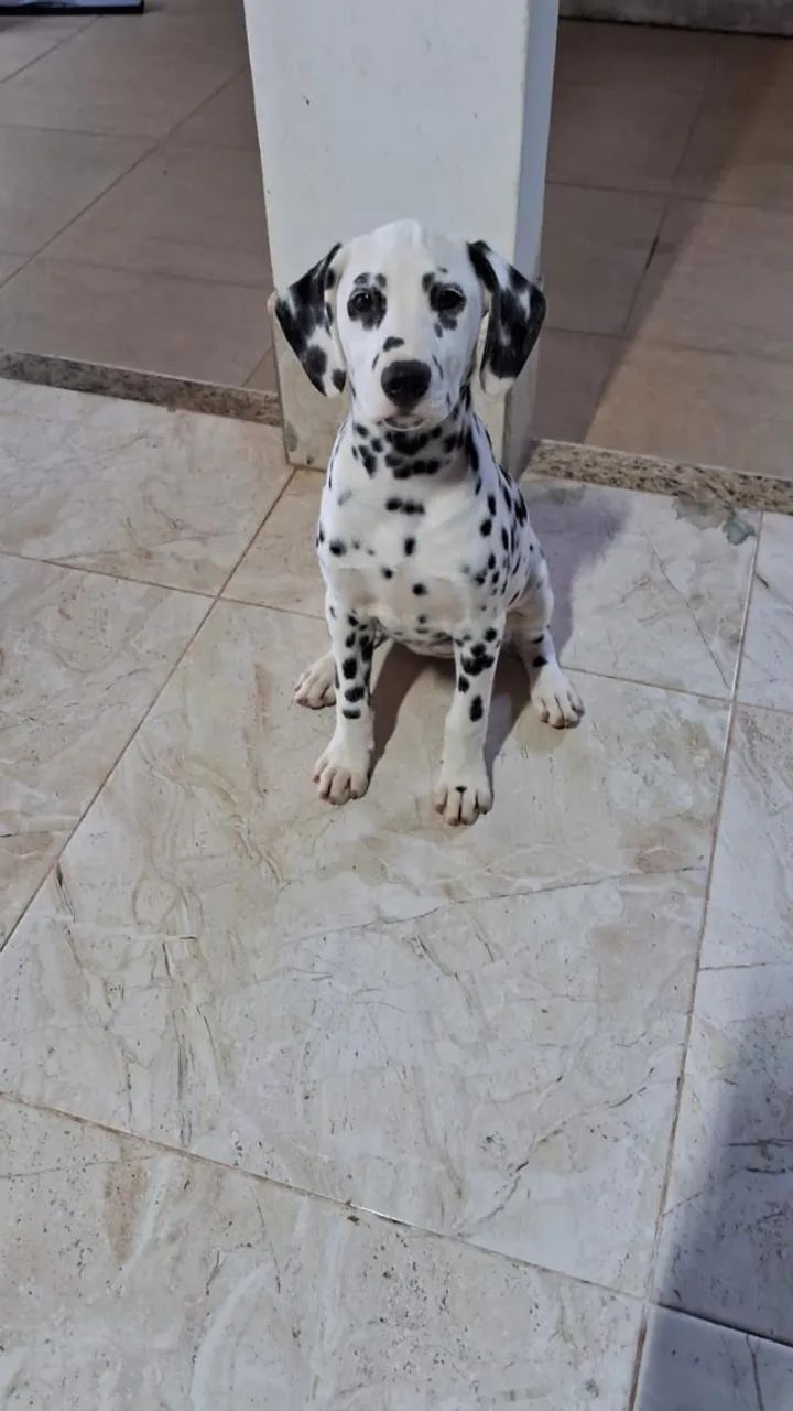 Filhotes de dálmata  - Foto 4