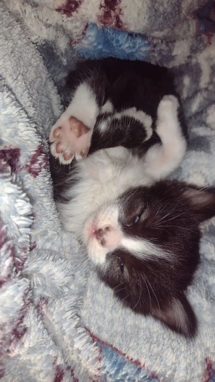 Filhote de gato para adoção