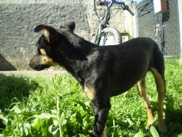 Filhote macho  - Foto 5