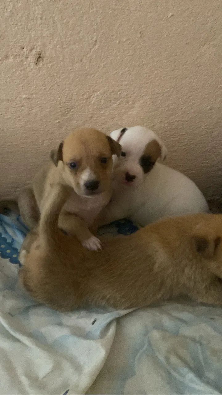 Adoção - Foto 5